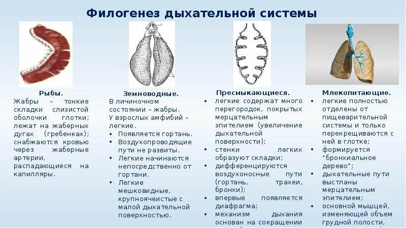 Филогенез дыхательной системы хордовых таблица. Филогенез дыхательной системы у позвоночных животных. Эволюция дыхательной системы беспозвоночных. Строение дыхательной системы позвоночных. Ячеистые легкие особенности