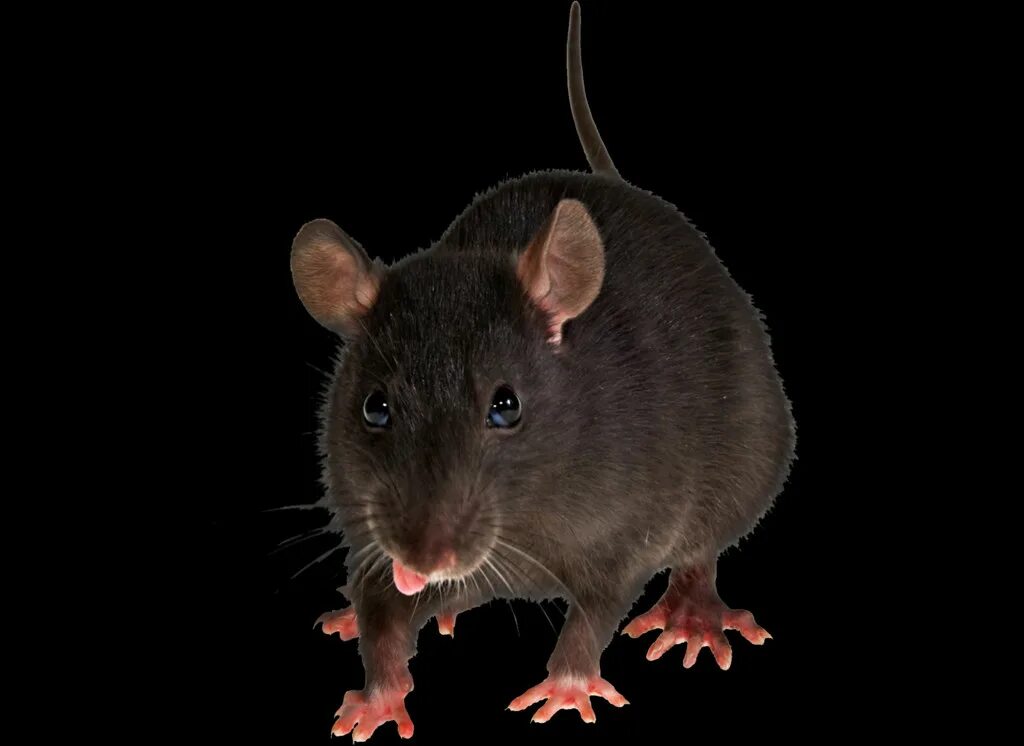 Две крысы черная и белая. Серая и белая мышь. Крысы в московском метрополитене. Декоративные мыши. Крыса сое.