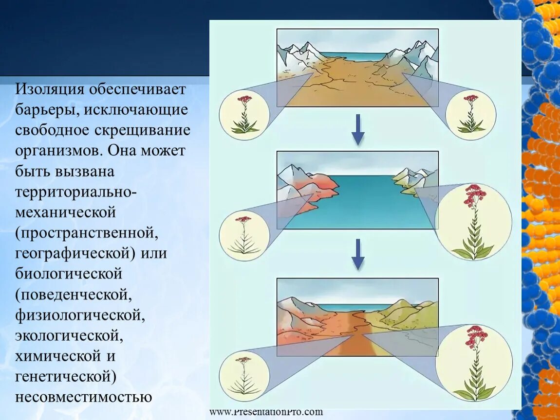 Изолирующие факторы. Географические барьеры. Географическая изоляция преграды. Географическая изоляция барьеры. Барьеры в географической оболочке.