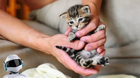 Самого маленького кота