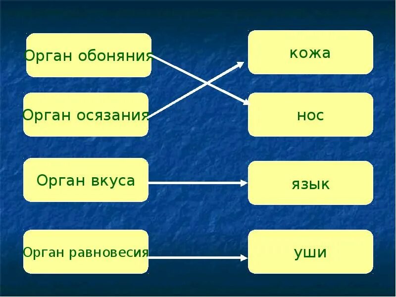 Органы осязания обоняния вкуса. Органы осязания обоняния вкуса таблица. Органы равновесия осязания обоняния вкуса таблица. Орган осязания обоняния и вкуса конспект кратко.