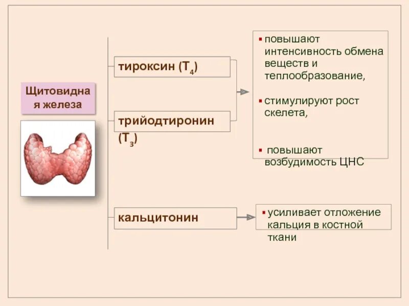 Гормоны щитовидной железы тироксин и трийодтиронин. Тироксин гормон щитовидной железы механизм. Щитовидная железа трийодтиронин функции. Тироксин йодсодержащий гормон.