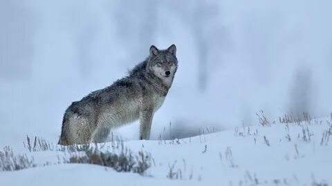 Волки в пермском крае