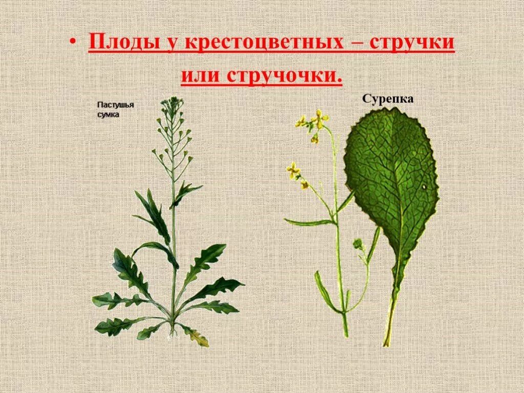 Листья растений семейства крестоцветные. Семейство крестоцветные листья. Царство крестоцветных. Жилкование листа у крестоцветных растений. Растения семейства крестоцветные лист.