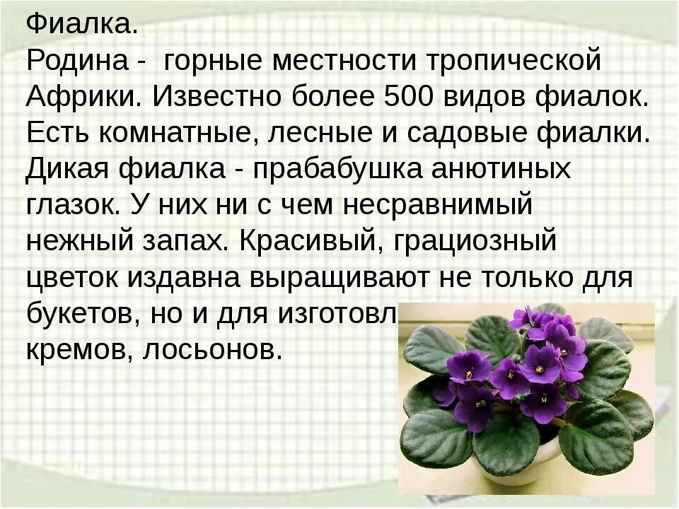 Содержание фиалки