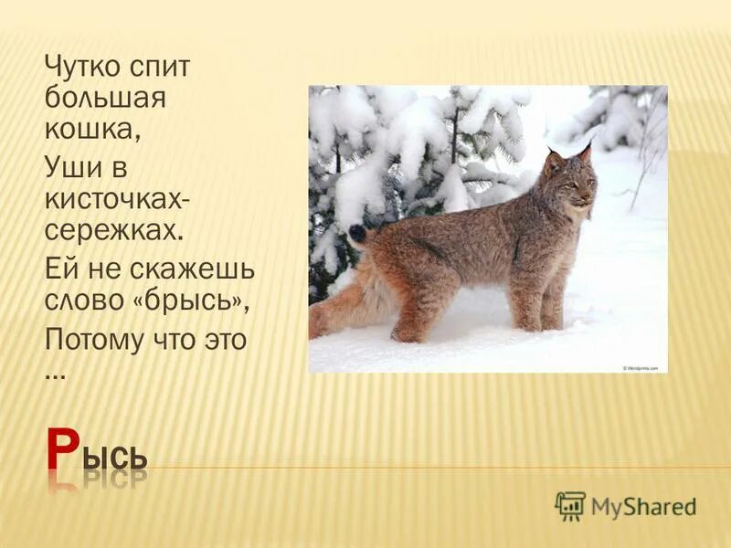 загадки про рыся для детей. загадка про рысь. загадка про рысь для детей. загадка рысь. загадка рысь.