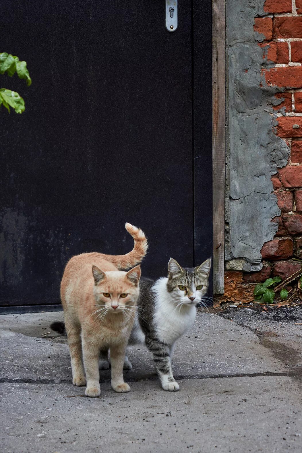 Кошечка гуляет. Кошка гуляет. Коты гуляют. Коты загуляли. Кошка загуляла.