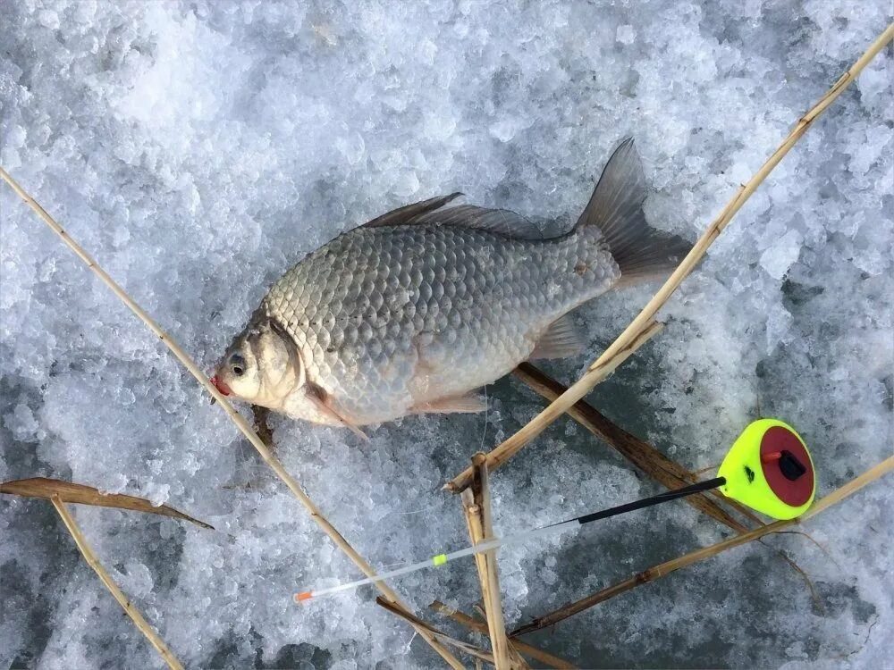 Зимняя ловля карася. Ловля карася зимой. Мормышка на карася. Мормышка на карася зимой. Мормыши на карася зимой.