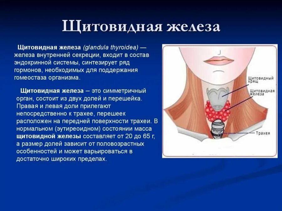 Где зоб. Щитовидная железа щитовидная железа. Щитовидная железа расположение.