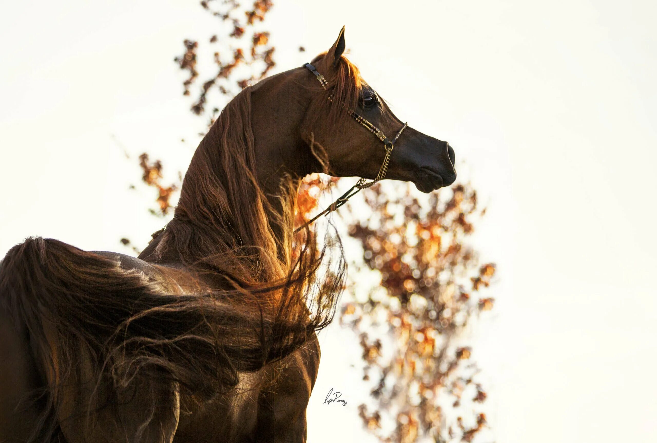 Найти арабский скакун. Арабская лошадь (арабский скакун). Лошади арабские скакуны. Арабская чистокровная лошадь. Конь арабский скакун.
