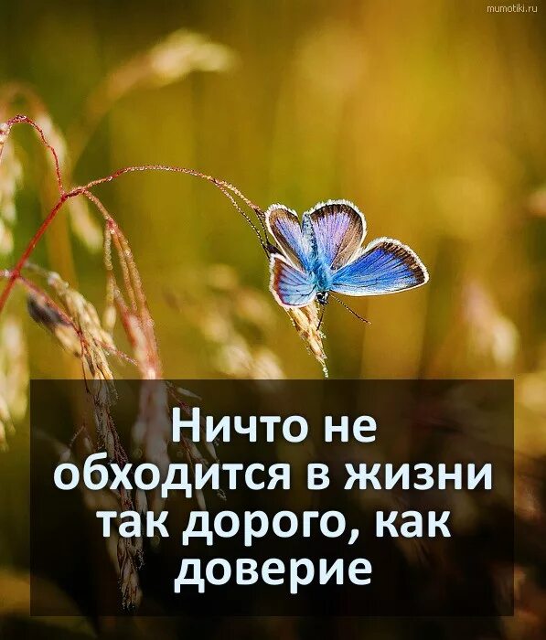 Доверие цитаты. Афоризмы про доверие. фразы про доверие. высказывание доверчивости. ничто не обходится в жизни так дорого как доверие.