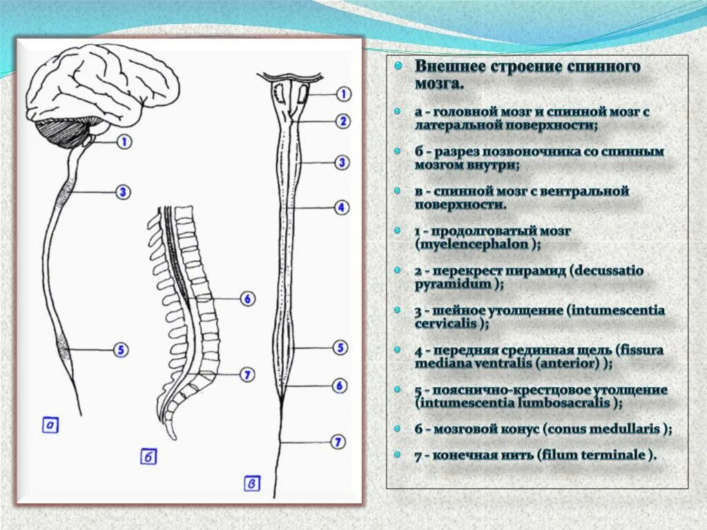 Как проверить спинной мозг. Наружное строение спинного мозга. внешнее строение спинного мозга человека. схема внешнего строения спинного мозга. наружное строение спинного мозга схема.