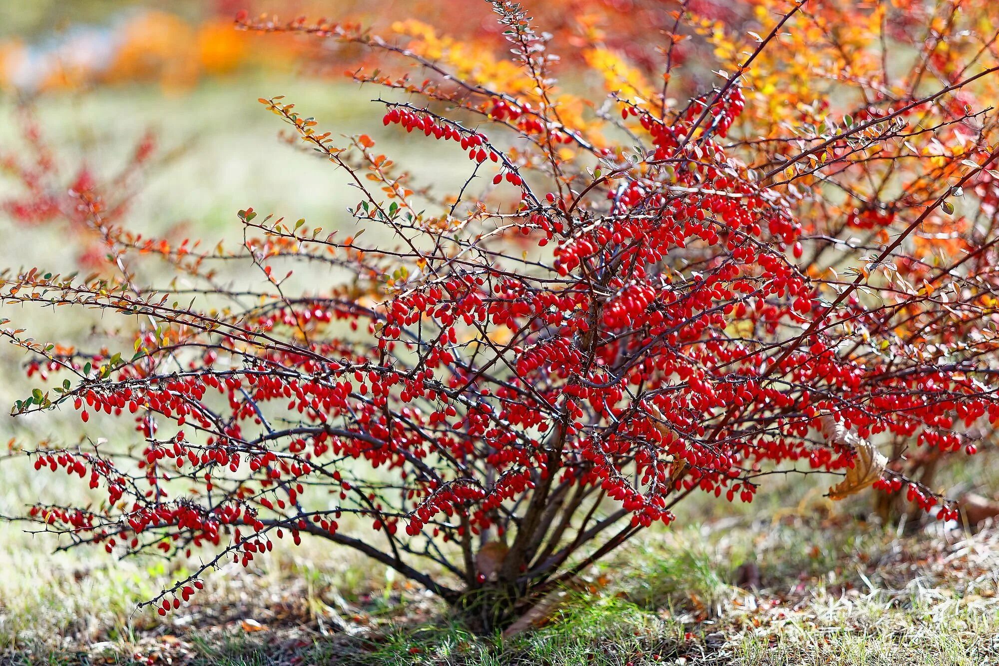 Листопадный барбарис тунберга. Барбарис обыкновенный berberis vulgaris. Барбарис тунберга атропурпуреум. Барбарис кустарник. Барбарис кустарник.
