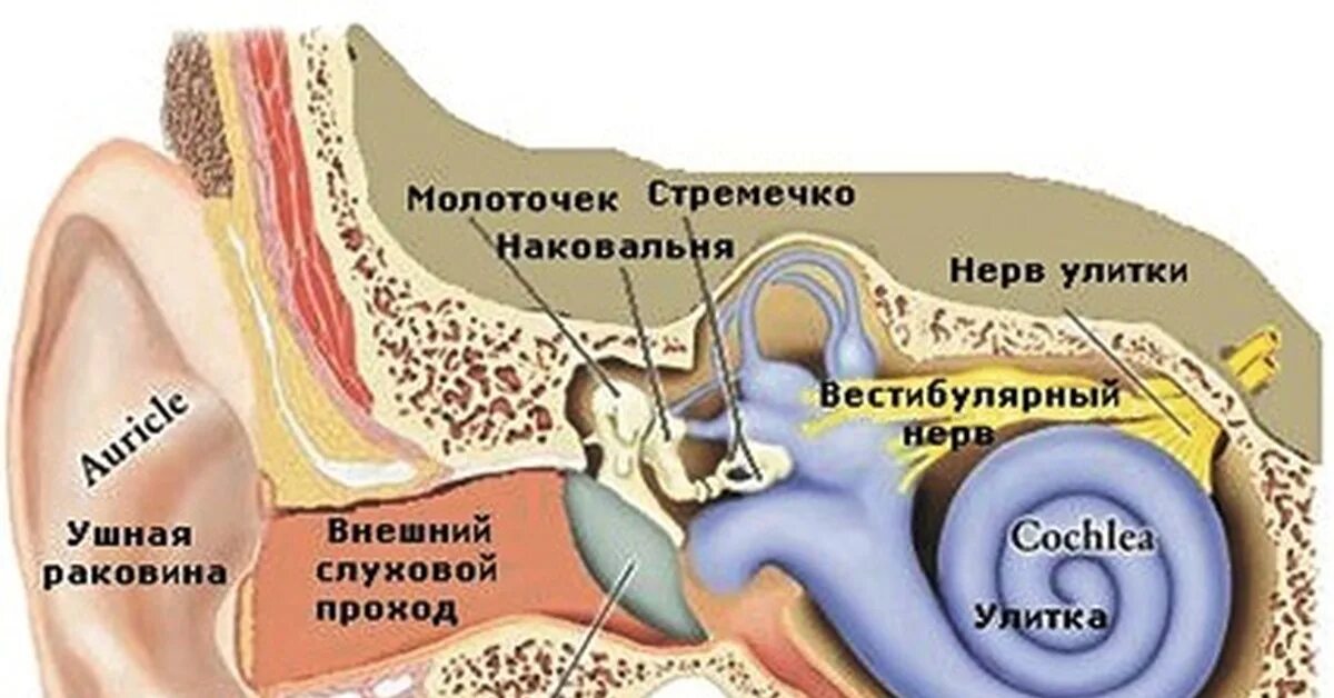 Строение слухового аппарата человека. Слуховой анализатор. Слуховой аппарат человека анатомия. Орган слуха находится в.