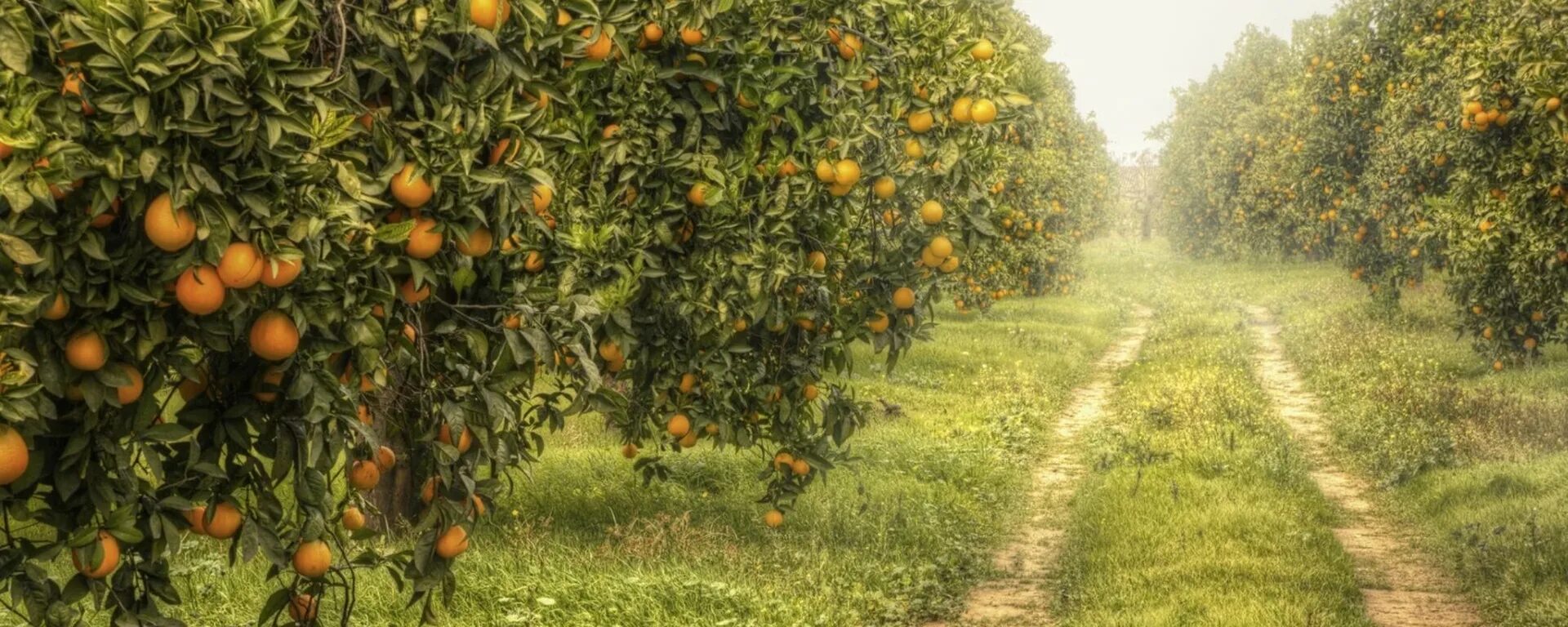 Аллея ароматов