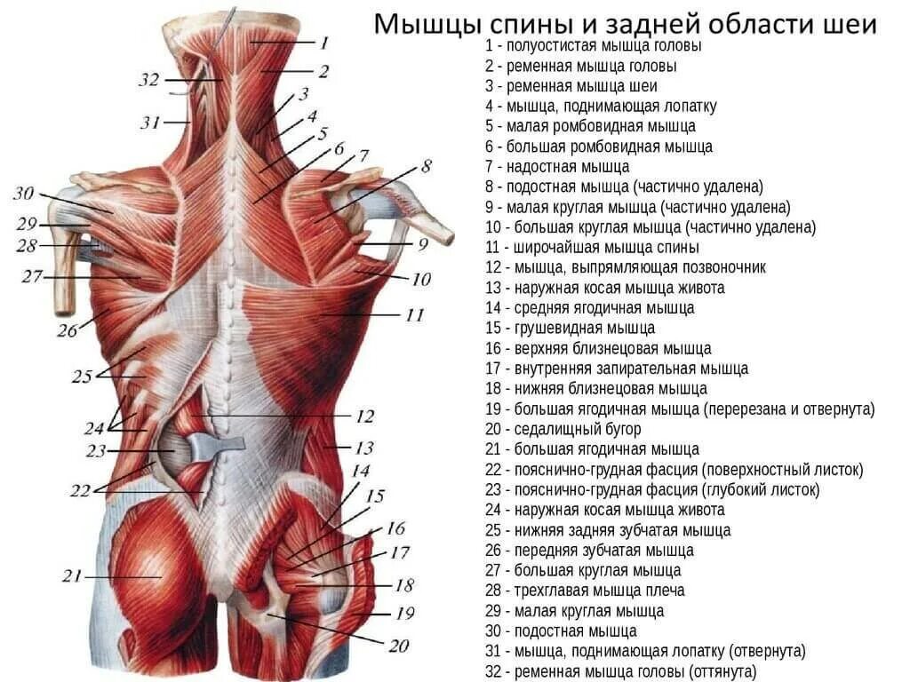 Нижняя часть поясницы. Поверхностные мышцы спины анатомия. Глубокие мышцы спины анатомия латынь.