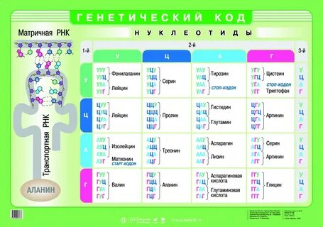 Генетический код универсален для всех живых организмов