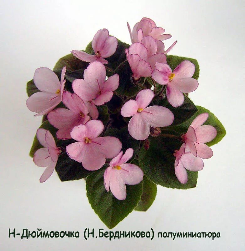 бердникова). фиалка дюймовочка. н-дюймовочка фиалка. фиалка дюймовочка. н-дюймовочка (бердникова).