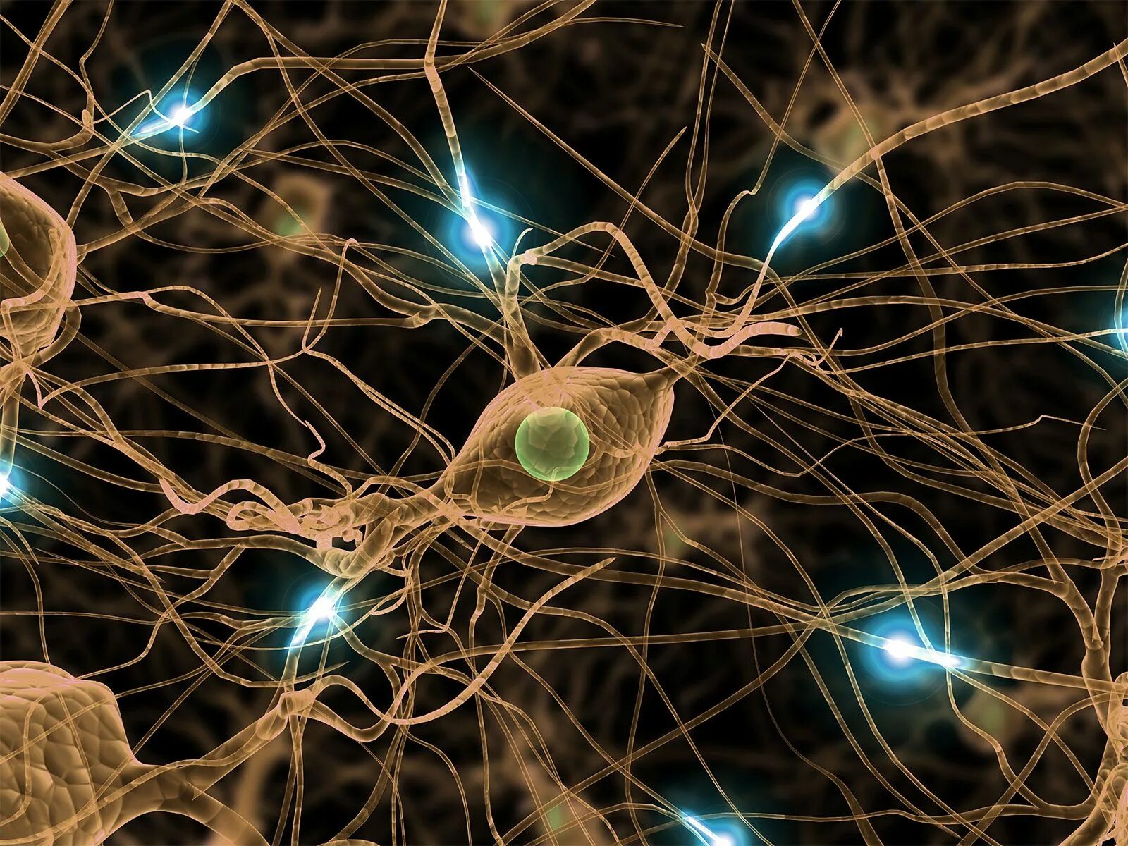 Brain nerve. Синапс нейрона. Нейросеть Нейроны синапсы. Нервная система человека Нейрон. Нейрон клетка головного мозга.