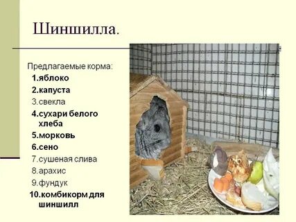 Что можно шиншиллам
