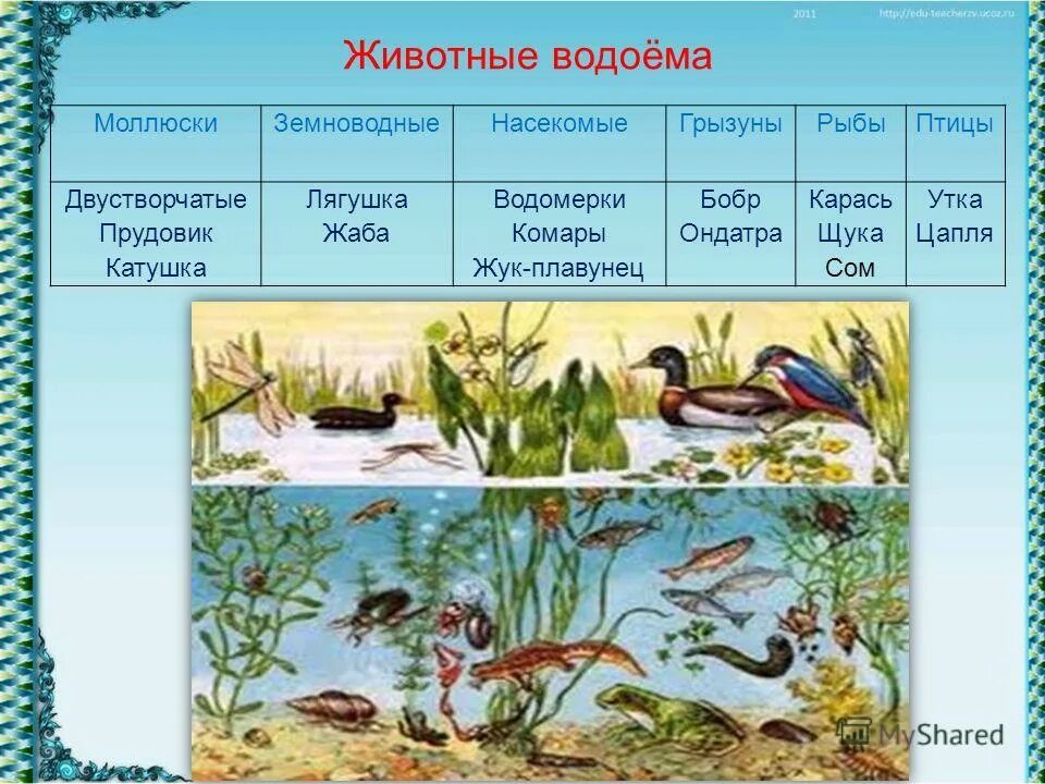 Жизнь в пресных водоемах. Водоем это 4 класс окружающий мир. Сообщество водоема 4 класс. Экологическиесвязи пресные водоёмы. Сообщество водоема 4 класс.