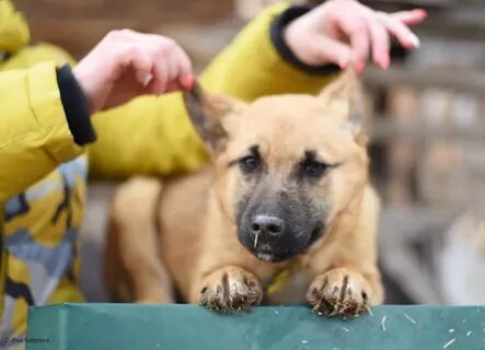 4 лапы приют для животных