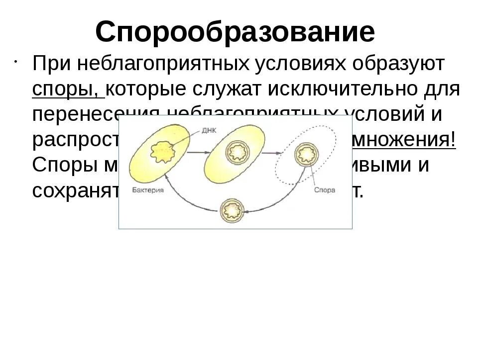 Образование спор характерно для. Процесс спорообразования у бактерий схема. Размножение бактерий и образование спор. Спорообразование бактериальной клетки. Процесс спорообразования стадии.