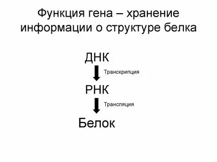 Биологическая роль генов
