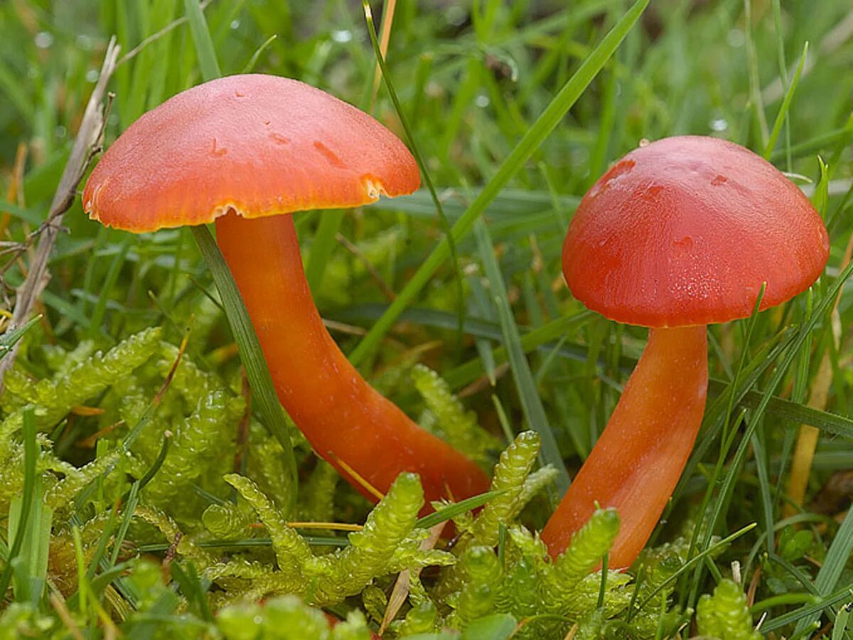 Съедобная подмосковья. Съедобные грибы грибы подмосковья. Грибы подмосковья пластинчатые съедобные грибы. Несъедобные грибы подмосковья. Весенние грибы в подмосковье съедобные.