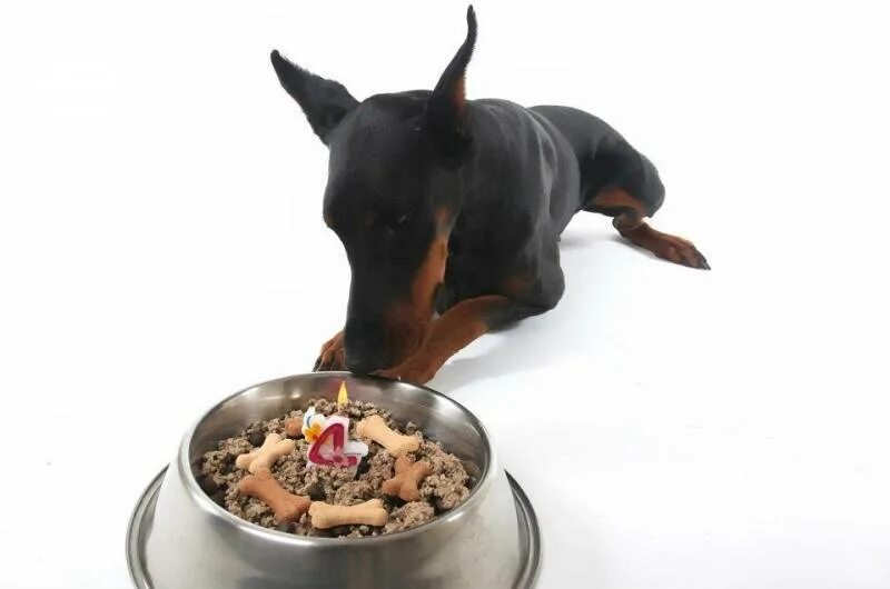 Доберман играет. Корма для доберманов. Корма для доберманов. Доберман класс pet. Корм для добермана.