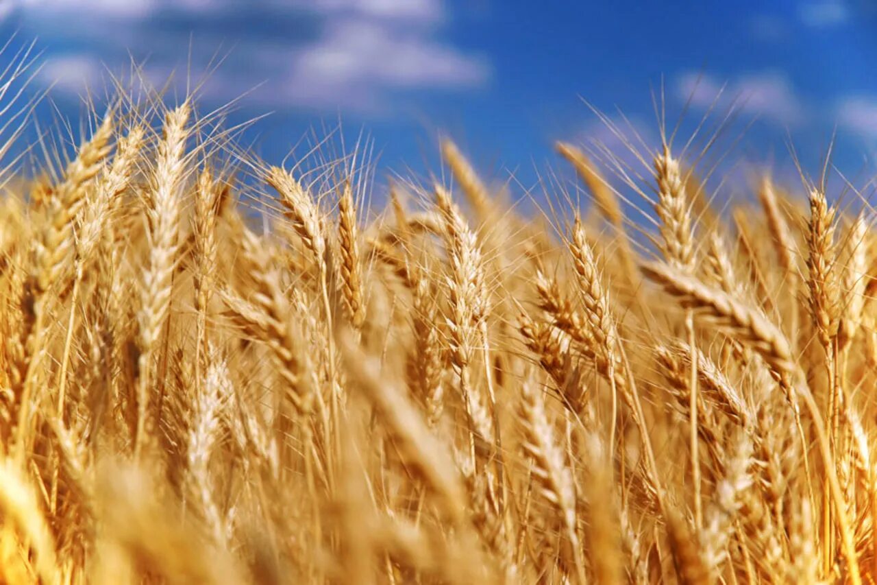 Пшеница. Пшеница фото. Зерновые поля Украины. Колосок пшеницы.