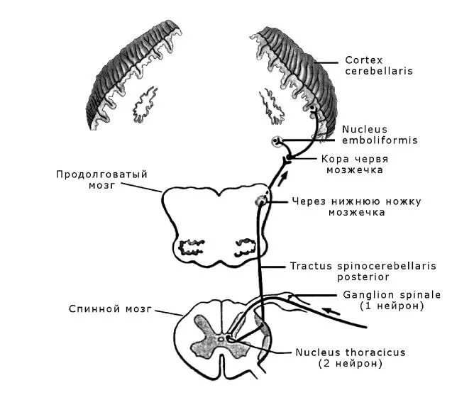Спинно мозжечковый. Путь Флексига и Говерса схема. Передний спинно-мозжечковый путь Говерса схема. Задний спинно-мозжечковый путь Флексига схема. Передний мозжечковый путь схема неврология.