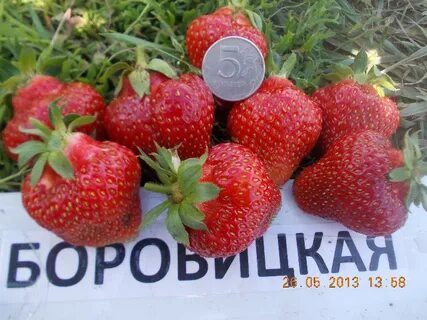 Аллегро клубника описание сорта фото отзывы садоводов