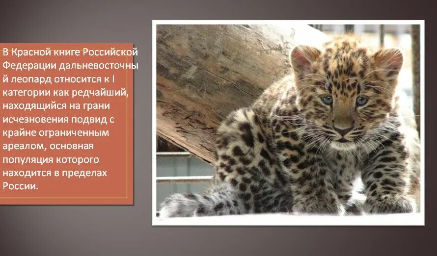 Почему леопард занесен в красную книгу. Дальневосточный леопард международная красная книга.