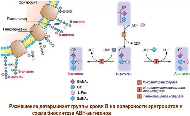 Антигены в мембране эритроцитов. Мембрана эритроцита с антигенами. расположение антигенов на мембране эритроцита. антигены эритроцитов это гликопротеины.