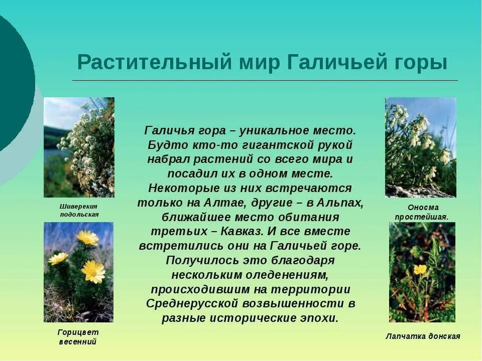 Какая растительность преобладает в нашем крае