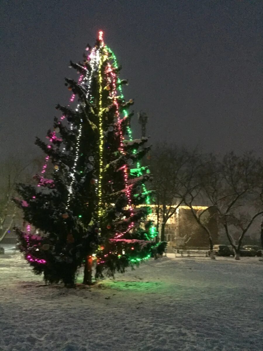 Продажа елок в горном щите. Горно-алтайск ёлка 2023. Елки в горном. Елки в горном. Новогодняя елка екатеринбург.