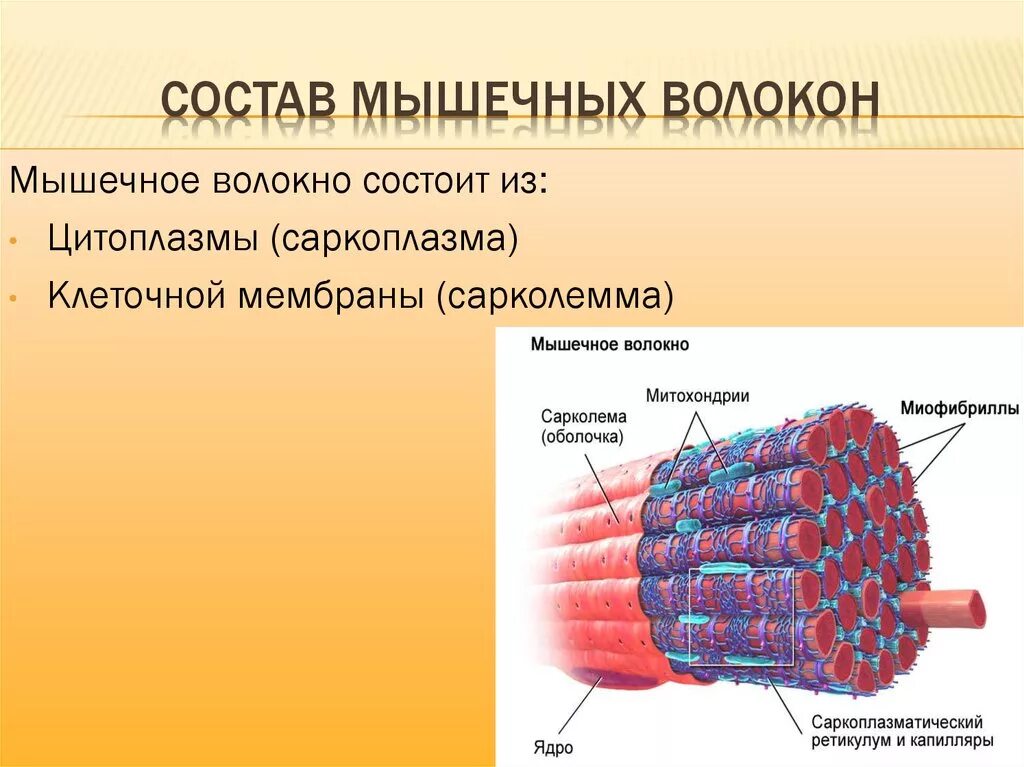 Структура мышцы мышечного волокна. Строение мышечного волокна саркоплазма. Мышечное волокно состоит из миофибрилл. Митохондрии в мышечном волокне. Мембрана мышечного волокна