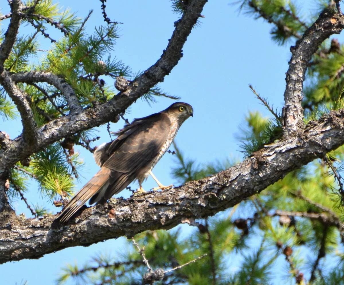 Eurasian Jay (Garrulus glandarius). Birds of Siberia.