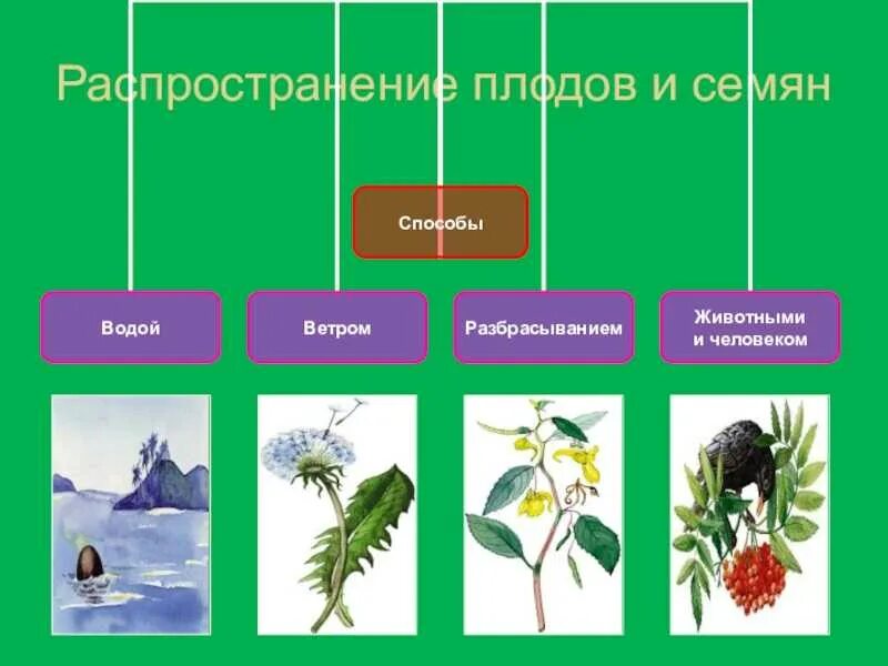 Плоды распространение плодов и семян. Растения которые распространяются. Способы распространения растений. Способы распространения семян. Распространение семян неживой природы