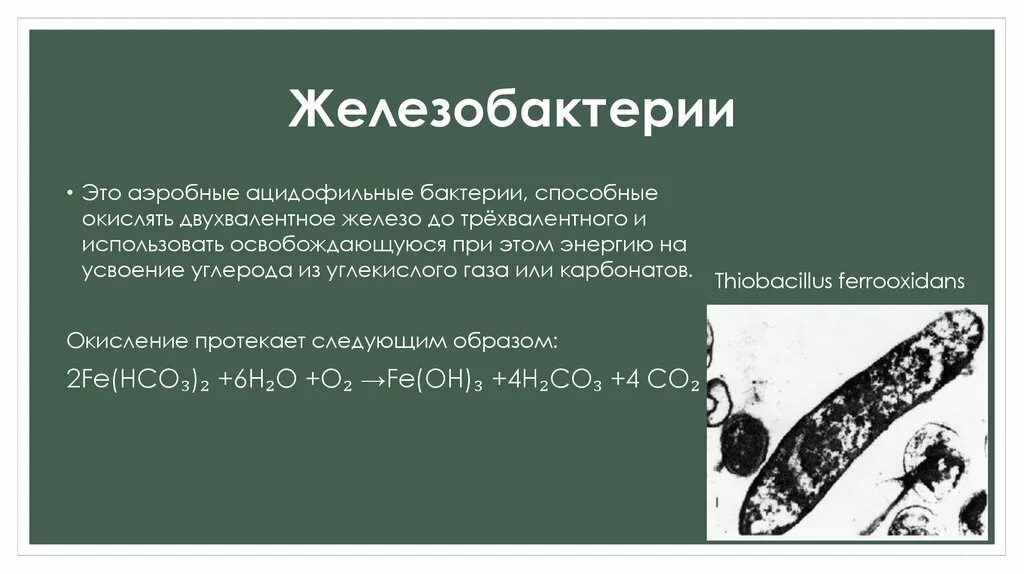 Способные окислять. Железистые бактерии. Аэробные железобактерии. Железобактерии и серобактерии это бактерии. Железобактерии строение.