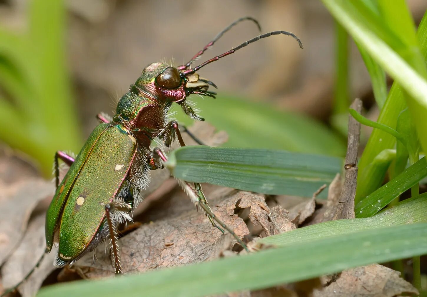 Жук скакун полевой. Cicindela Campestris. Полевой скакун личинка. Скакун Луговой.