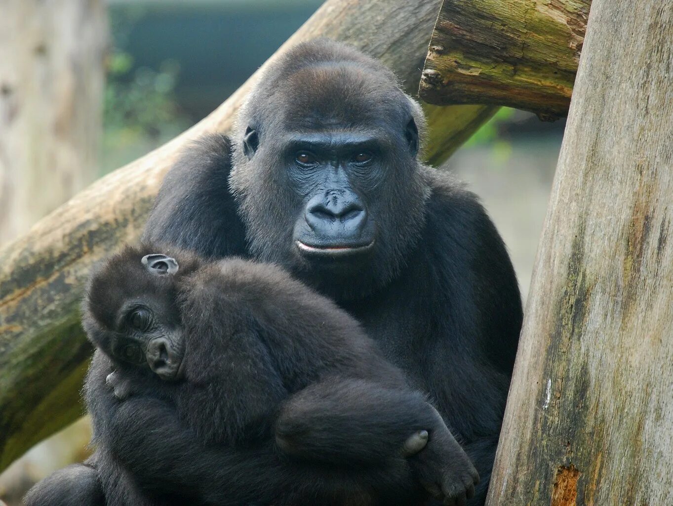 Самая человекообразная обезьяна. Московский зоопарк гориллы и обезьяны. Горилла и шимпанзе. Обезьяны гориллы в зоопарке. Горилла, самец.