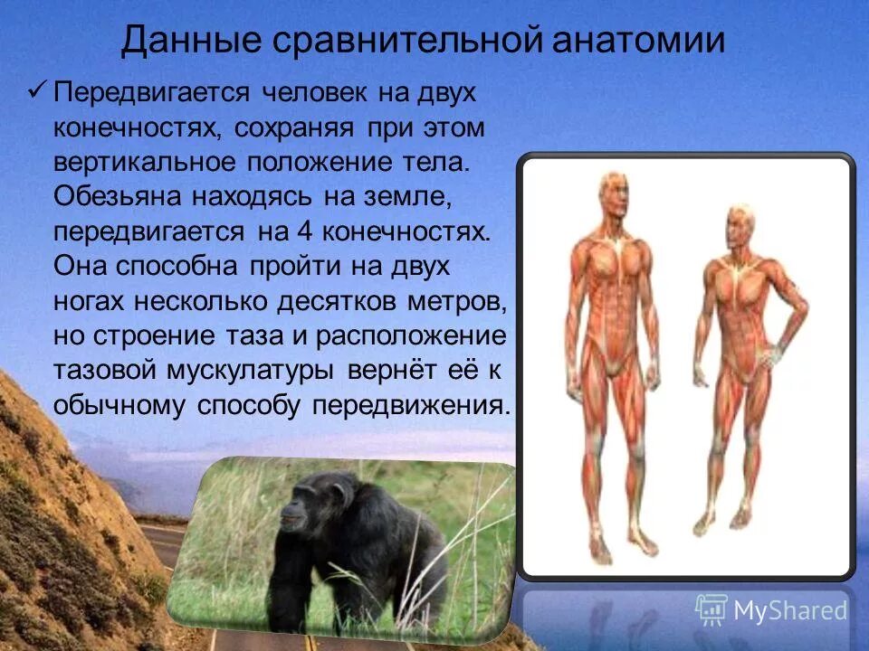 Сравнительно - анатомические кратко. Конечности позвоночных. Данные сравнительной анатомии. Общий план строения позвоночных. Сравнительная анатомия с х животных.