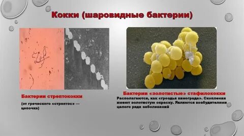Кокки цепочками