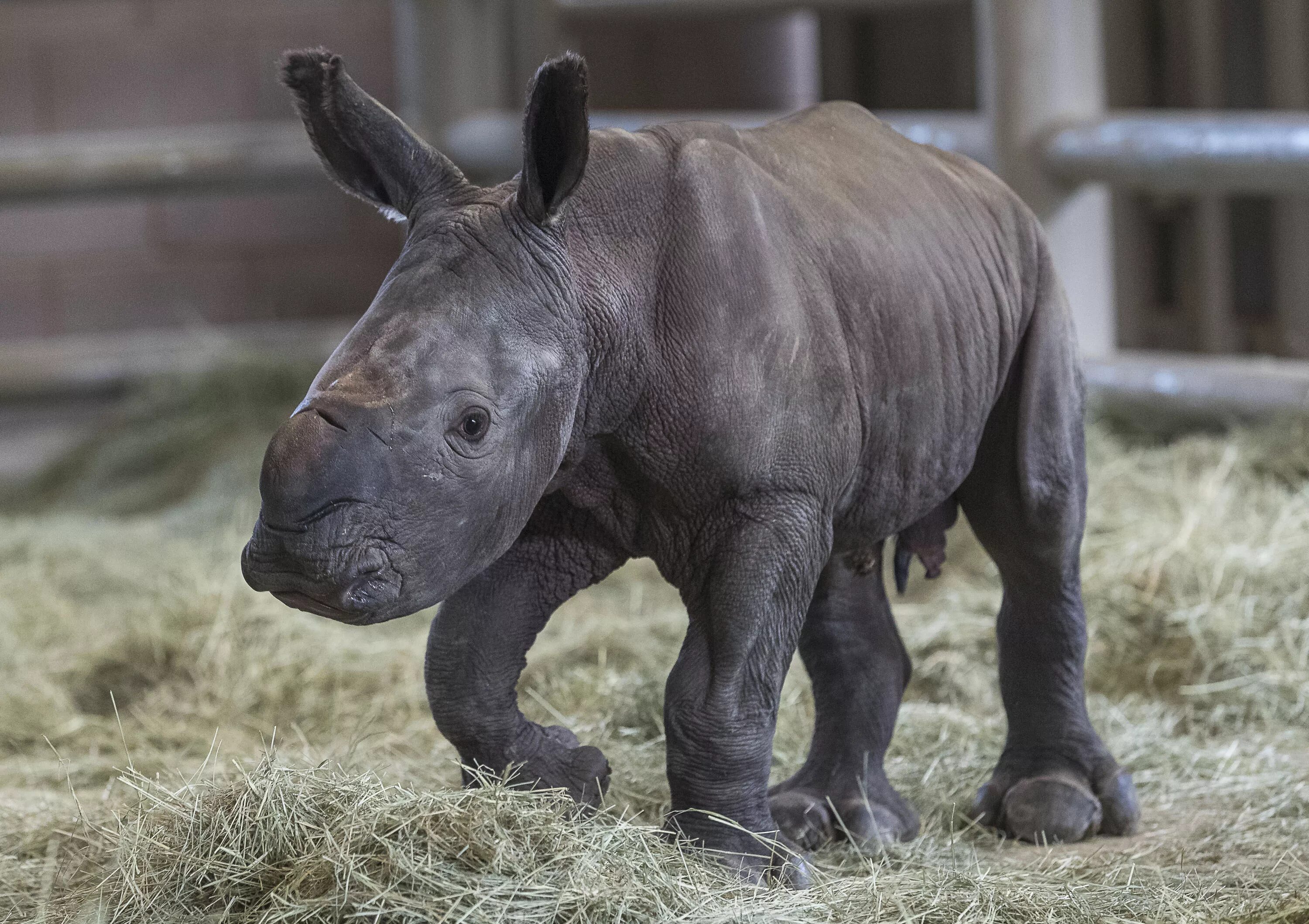 Суматранский носорог. Суматранский носорог детеныш. Суматранский носорог фото детеныш. Самка носорога.