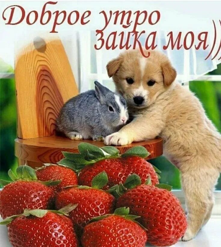 Доброе утро с пожеланиями картинки животных. Доброе утро зайка. открытки с добрым утром с животными. открытки с добрым утром прикольные. милые открытки с добрым утром.