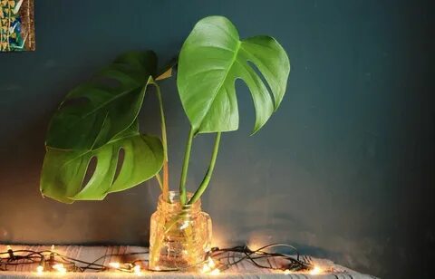 Укоренение монстеры черенками