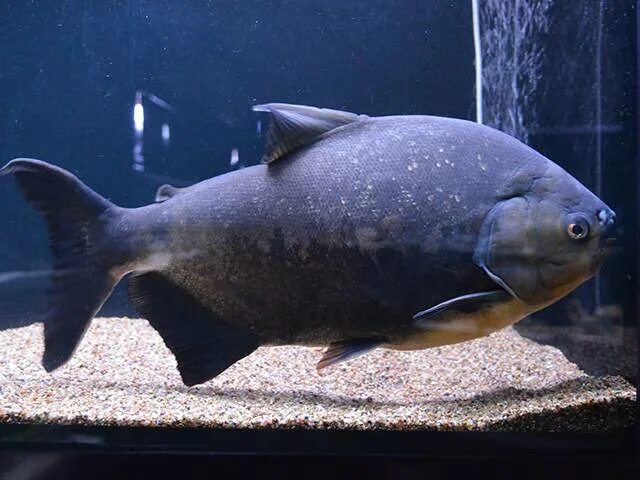 Пиранья черный паку. Piaractus brachypomus. Черный пако. Пиранья черный паку. Черный пако.