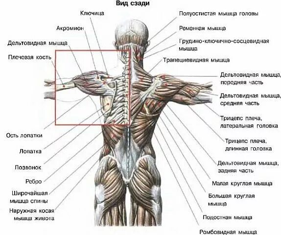 Болит под правой лопаткой у мужчины